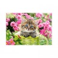Castorland Kitten in Flower Garden