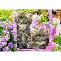 Castorland Kittens in Summer Garden