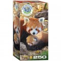Eurographics Save the Planet - Red Pandas