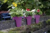Ein Angebot für Flowerclip Blumentöpfe , 3er Set, lila lila KHW aus Haus und Garten > Gartenausstattung > Pflanzgefäße - jetzt kaufen. Lieferzeit 3-5 Tage.