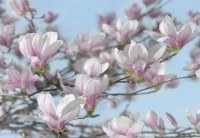 Ein Angebot für Fototapete Magnolia blau/weiß/rosa Komar aus Haus und Garten > Wandgestaltung > Fototapeten > Papier Fototapeten - jetzt kaufen. Lieferzeit 2 Tage.