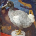 Grafika Ballista - Dodo Reconstruction (Raphus cucullatus)