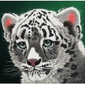 Grafika Schim Schimmel - Young Leopard