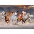 Jumbo Desert Horses