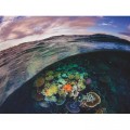 New York Puzzle Company Great Barrier Reef