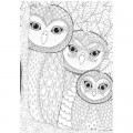 Perre / Anatolian Owls Family