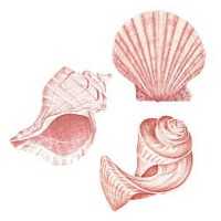 Wandaufkleber Wallies Motiv-Sticker (Cutouts) Sea Shells