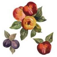 Wandaufkleber Wallies Motiv-Sticker (Cutouts) Sonoma Fruit
