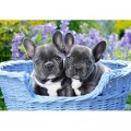 Castorland French Bulldog Puppies