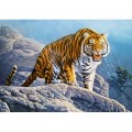 Castorland Tiger on the Rocks