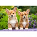 Castorland Welsh Corgi Puppies