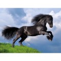 Clementoni Fresian Black Horse