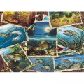 Cobble Hill / Outset Media Fish Pics