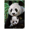 Dino Panda