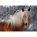 DToys Haflinger 1 / schwieriges Puzzle
