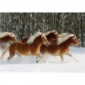 DToys Haflinger 4 / schwieriges Puzzle