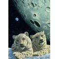 Grafika Schim Schimmel - Lair of the Snow Leopard