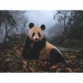 New York Puzzle Company Giant Panda