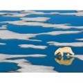 New York Puzzle Company XXL Teile - Polar Bear on Ice
