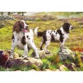 Otter House Puzzle Spaniel on Moor