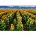 Ravensburger Feld von Sonnenblumen