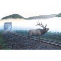 SunsOut Dan Christ - Elk Tracks