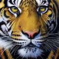 SunsOut Jurek - Golden Tiger Face