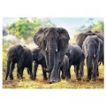 Trefl Afrikanische Elefanten