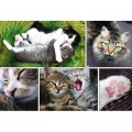 Trefl Collage - Die Katzen