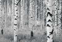 Vlies Fototapete Woods Version V8-724
