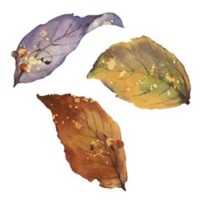 Wandaufkleber Wallies Motiv-Sticker (Cutouts) Fall Leaves